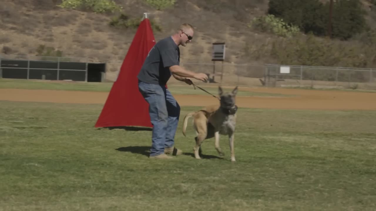 BELGIAN MALINOIS- THE SHEPHERD WITH A PIT BULL'S SPIRIT