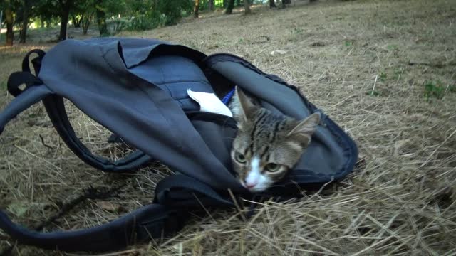 Cute Kitten Studies the World from His Backpack