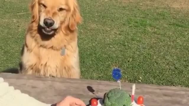 No one can touch the Golden retriever cake