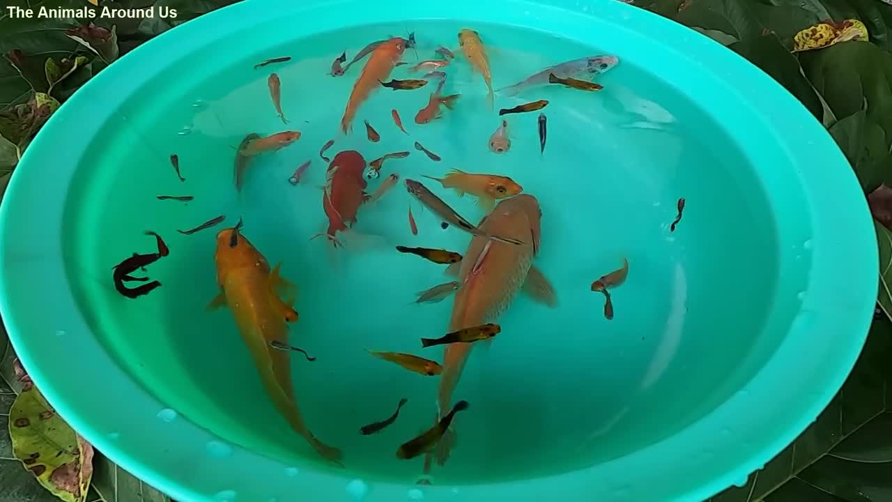 Carp_Betta_Goldfish_Catfish_Molly_Guppy_Swordtail_Fish_Perch_Koi_Cute_animals_Videos