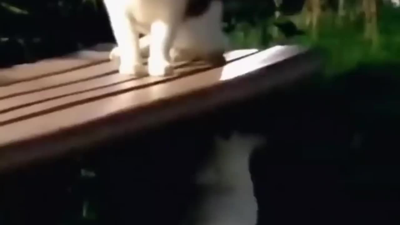 Funny Animals!