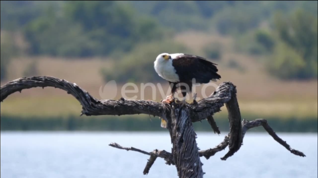 Eagle eats a fish on a tree branch