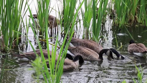 Flock of Goose Eating on the Lake Water - NCV