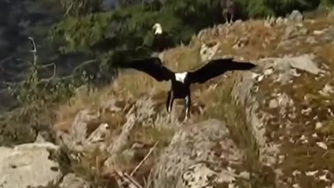 Bald Eagle Attack Fiish. Eagle