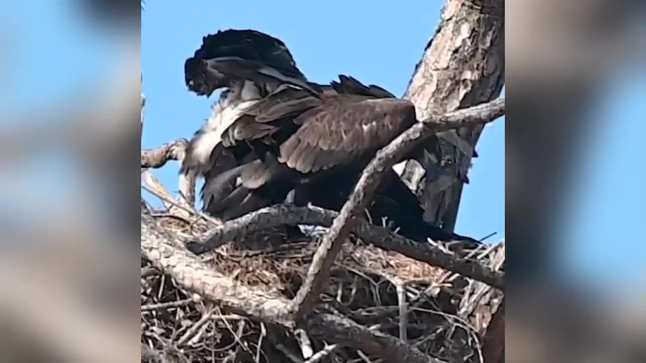 Eagle video forest Eagle video