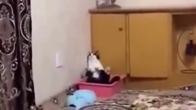 funny animals complition