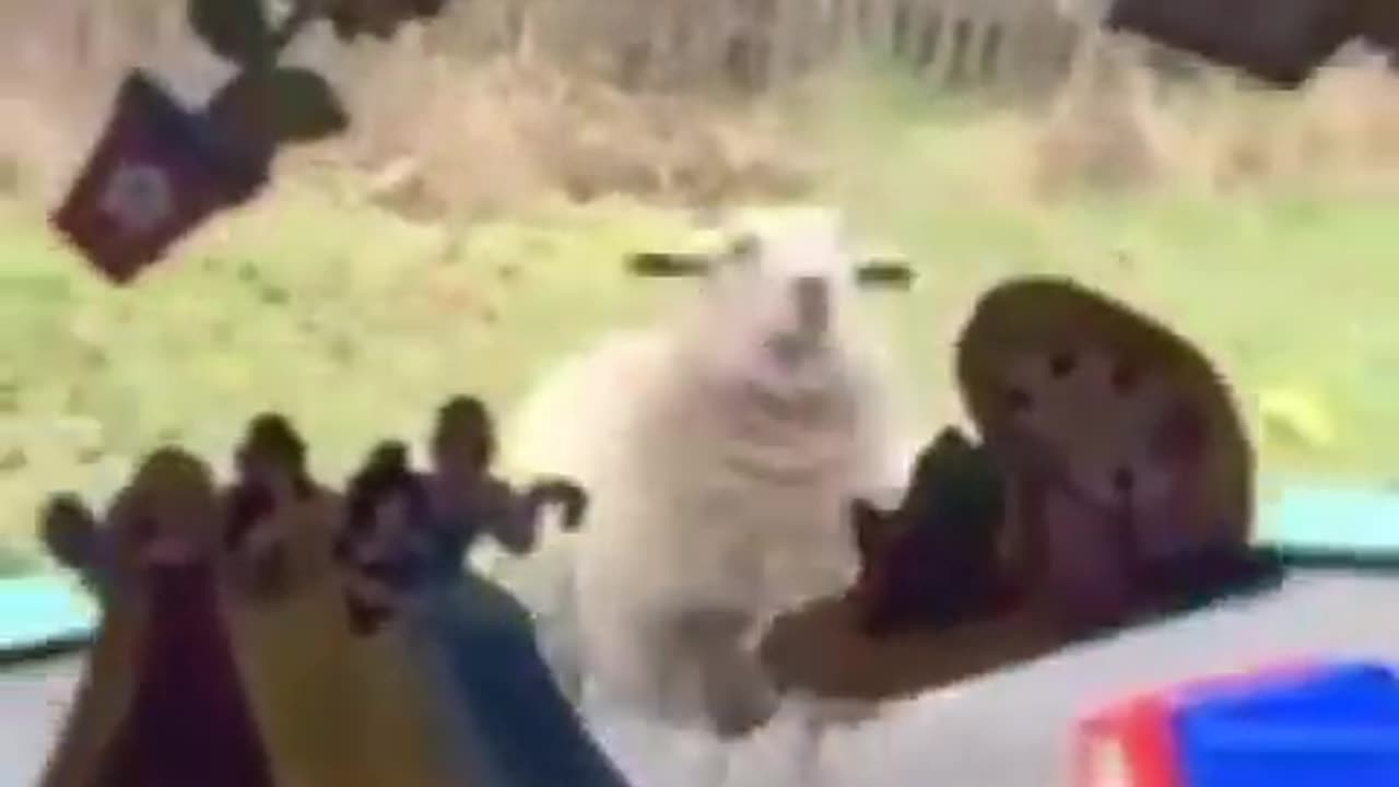 Funny animal video