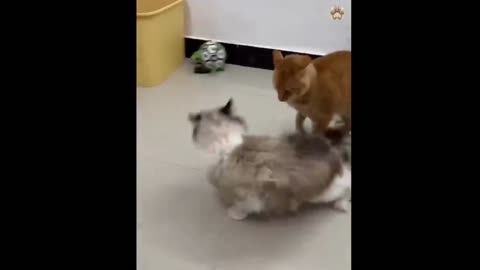 Hilarious cats & dogs. FUNNIEST Animals and Pets
