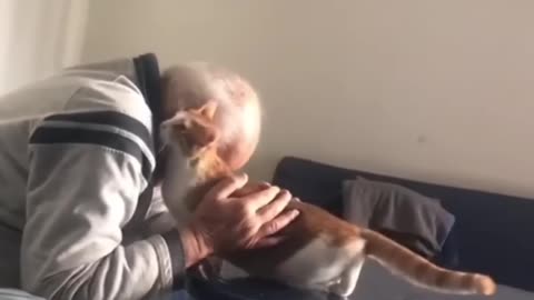 Cute cats fun like human