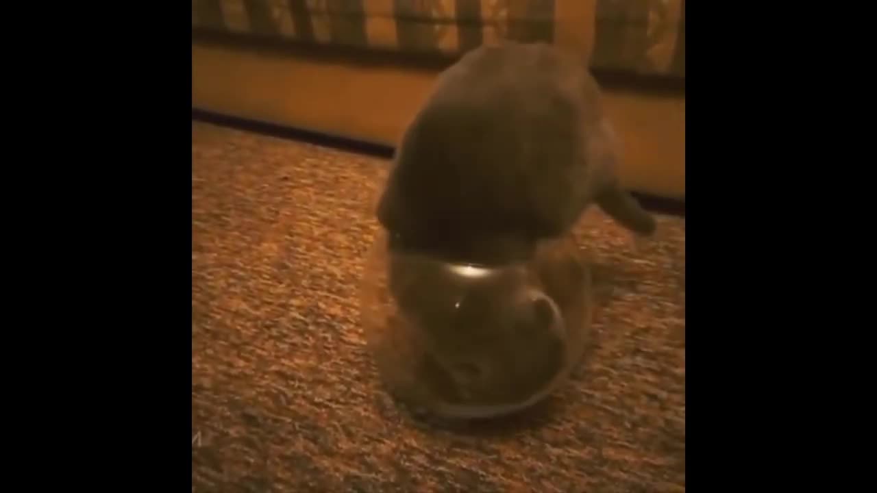 Cat's diving