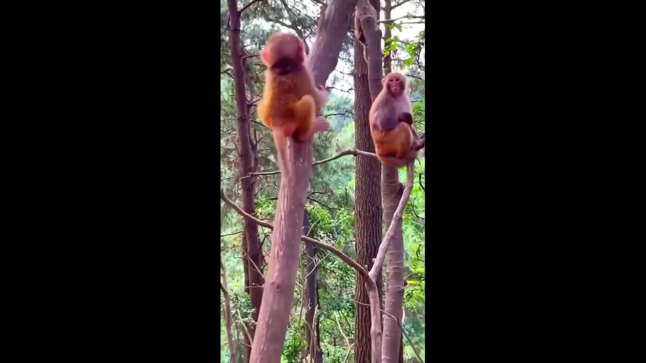 monkey baby funny moments