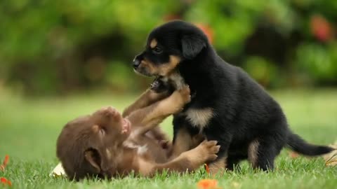 Baby Dogs video_ Cute And Funny Dogs videos.