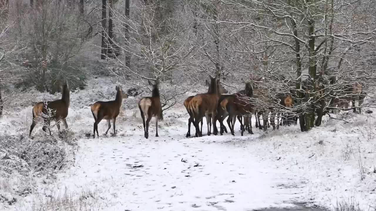 Herd Of Deer Running On Snowy Road