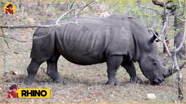 12 Times Hippos Attacked Their Enemies