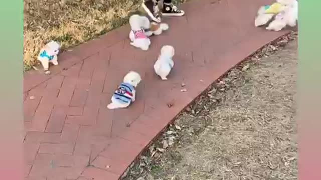 Cute and Funny Dog Videos Compilation