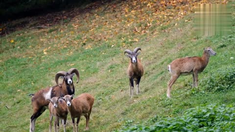 Beautiful horns sheep in naturel pasture ll cute animal and pet videos