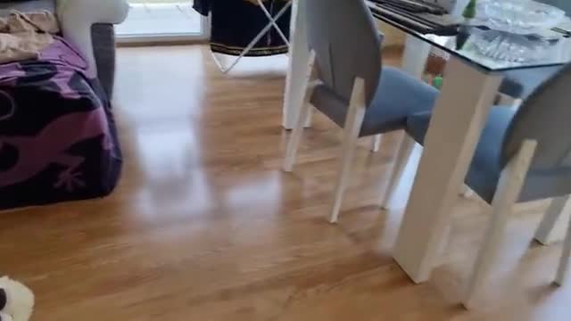 my puppy has crazy zoomies