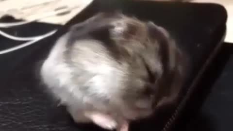 A hamster like a ball