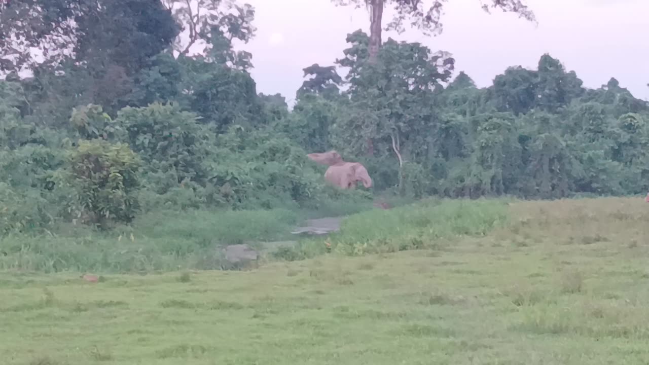 Elephant in my village