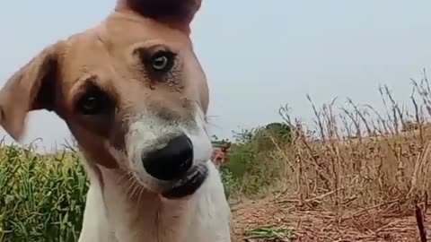 Indian Normal dog