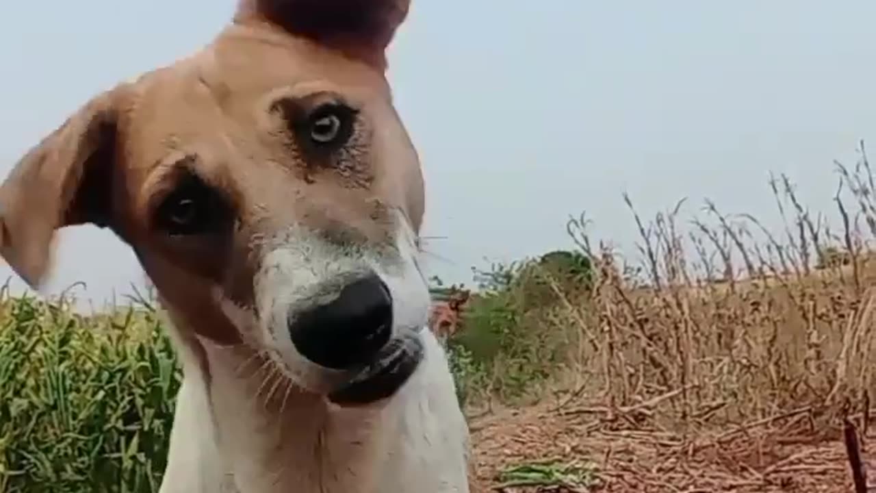 Indian Normal dog