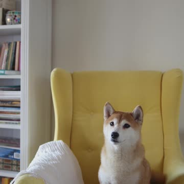 dog watching television