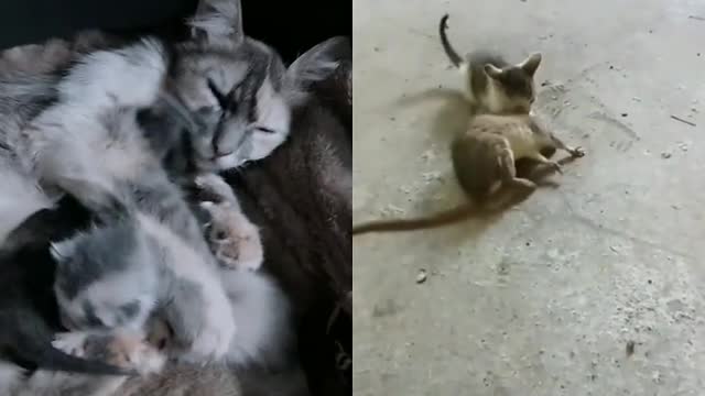 gato vs rato pegou dos grande