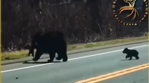 BEAR CUBS CAUSE TRAFFIC JAM AND DRIVE THEIR MOTHER TO DESPAIR