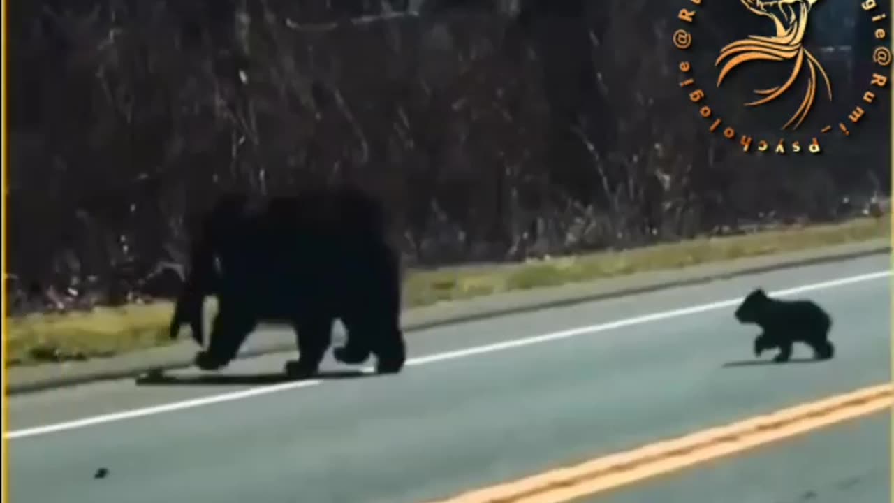BEAR CUBS CAUSE TRAFFIC JAM AND DRIVE THEIR MOTHER TO DESPAIR