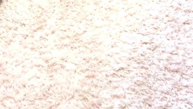 Cute Dachshund Clearly Happy to be in Bed