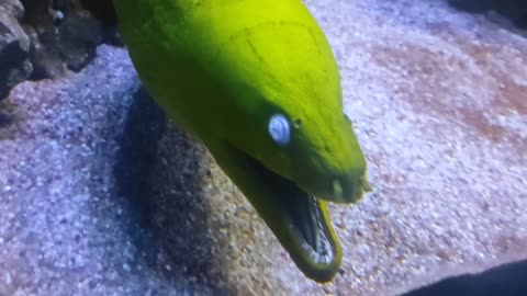 The moray eel is scary with its appearance! 😱🐍