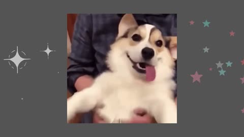 Cute Happy Dog