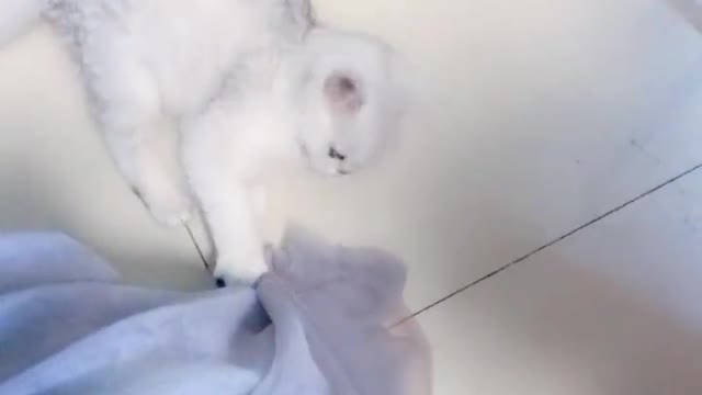 It seems to like my dress