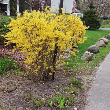 Forsythia shrubs