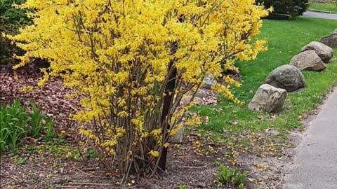 Forsythia shrubs