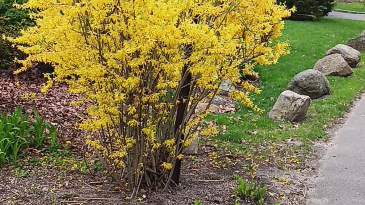 Forsythia shrubs