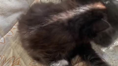 Fur-real Fun You Can’t Resist!