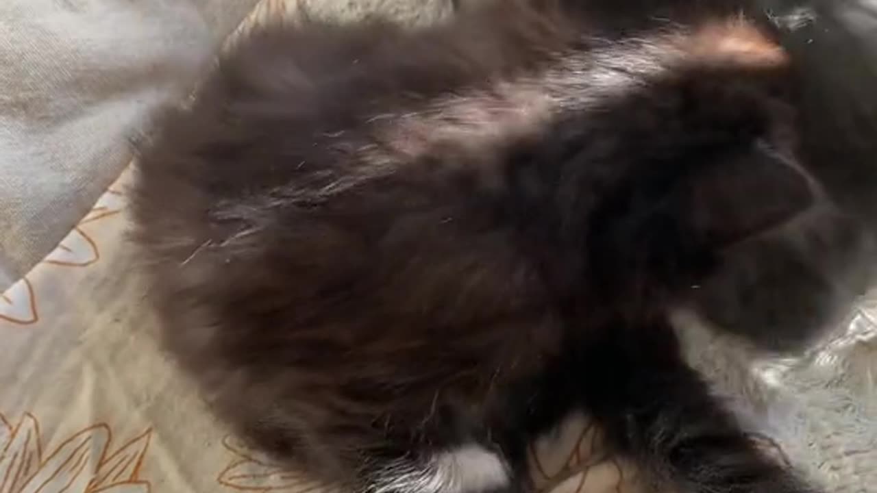 Fur-real Fun You Can’t Resist!