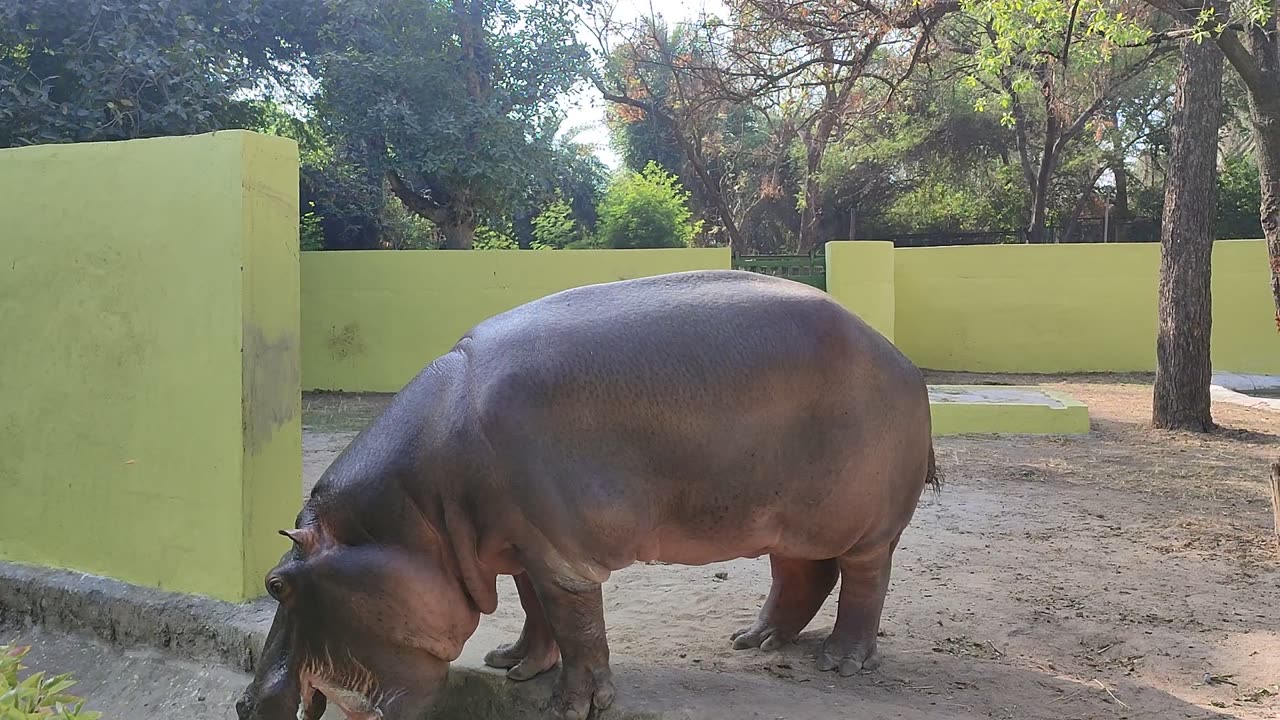 Hippopotamus