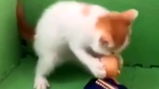 Cats & Dogs Funny moments #1