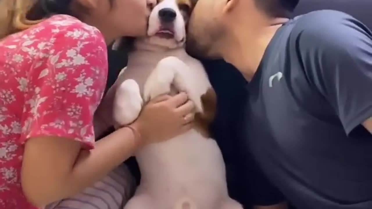 Check Dog patience he is very cute and so lucky