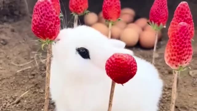 Rabbit eats strawberry