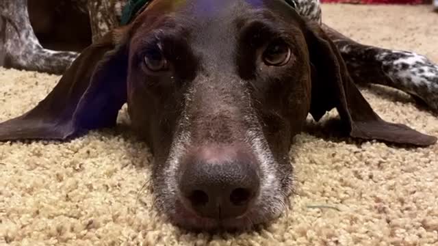 Getting dressed for the Christmas parade.