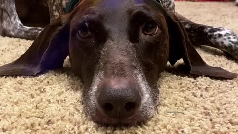 Getting dressed for the Christmas parade.