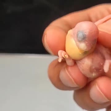 1 to 30 days | Australian parrot growth stages 🦜🥰