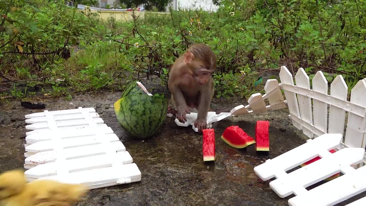 Happy monkey with rabit and duck | cutest video | Animals lover