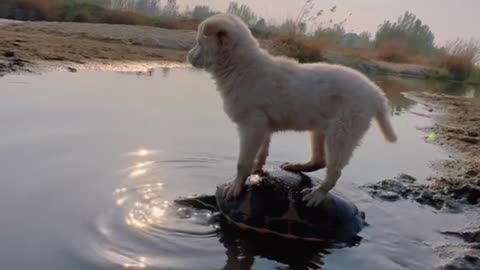 Turtle carrying a small dog across the river
