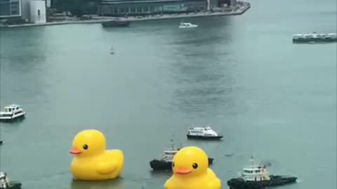 The ducks have landed in Hong Kong