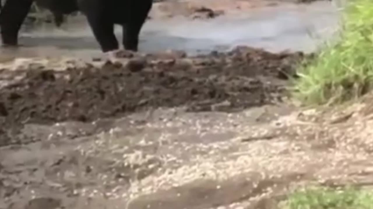 lion bites buffaloes aah