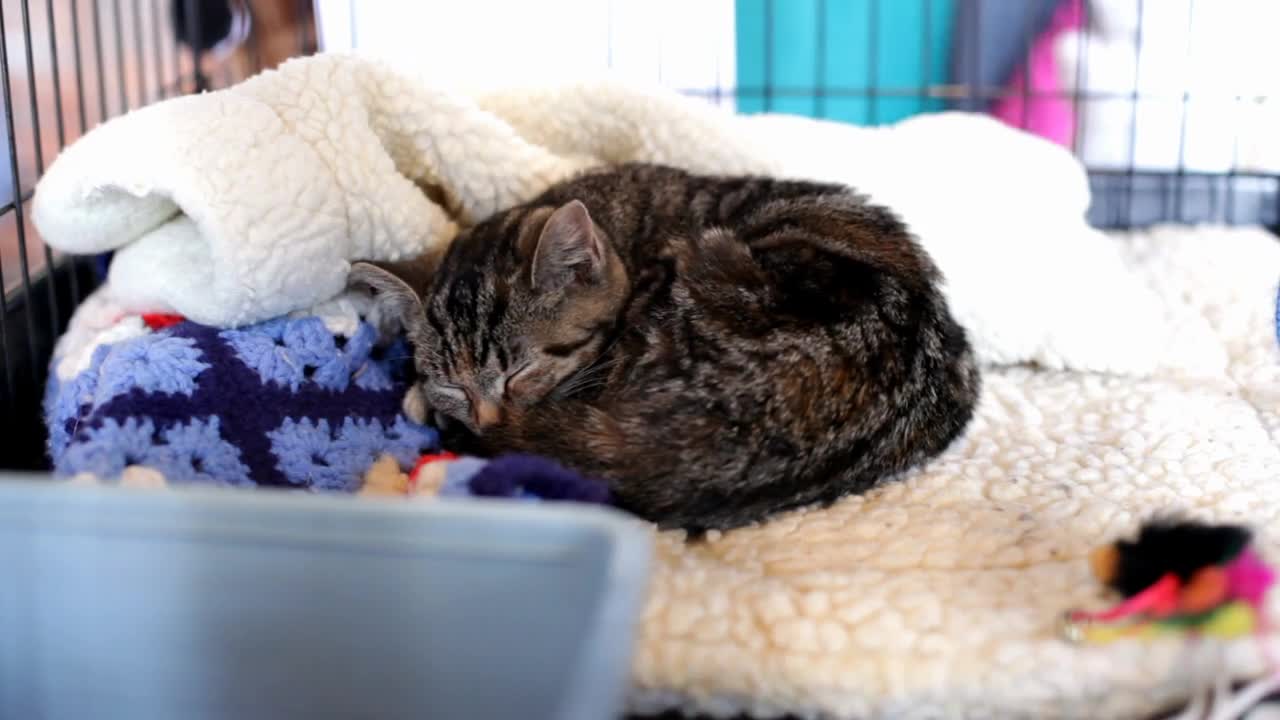 Kitten sleeping in cage waiting to be Adopted